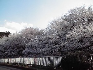 色板見本提出、現調。