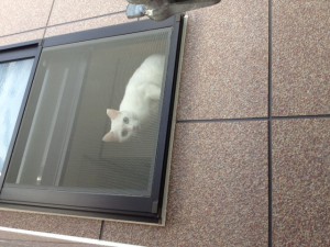 海老名市K様邸着工です。